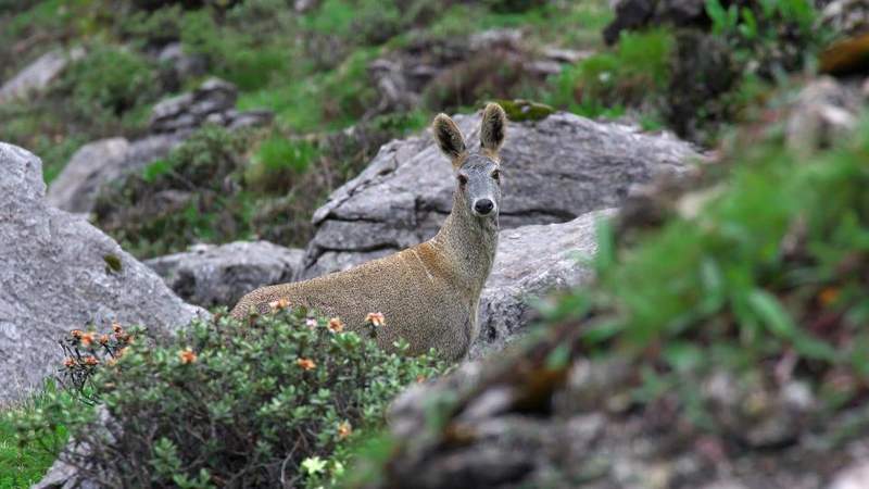  麝香非法交易链条曝光，四人涉案获刑；国家一级保护动物资源遭受严重损害。 新闻 麝香非法交易链条曝光，四人涉案获刑；国家一级保护动物资源遭受严重损害。 新闻