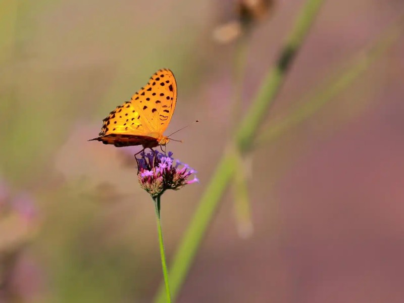  季节更迭周期：春季生态复苏与生命力演变机制 健康养生
