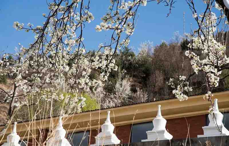  季节更迭周期：春季生态复苏与生命力演变机制 健康养生