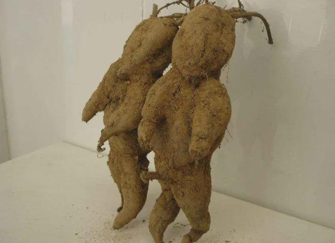  世纪生态演变：解析野生珍稀植株的生长奥秘 新闻 世纪生态演变：解析野生珍稀植株的生长奥秘 新闻 世纪生态演变：解析野生珍稀植株的生长奥秘 新闻