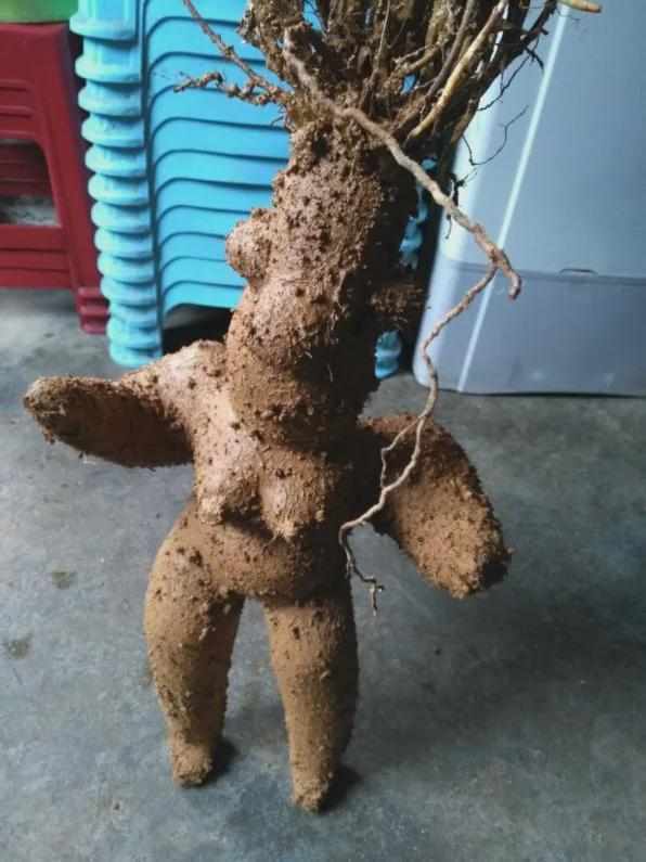  世纪生态演变：解析野生珍稀植株的生长奥秘 新闻 世纪生态演变：解析野生珍稀植株的生长奥秘 新闻 世纪生态演变：解析野生珍稀植株的生长奥秘 新闻