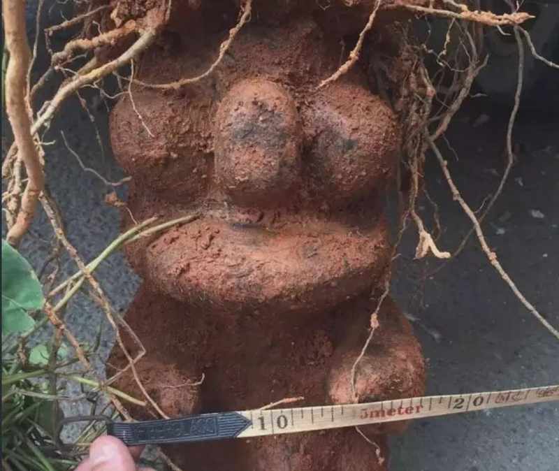  世纪生态演变：解析野生珍稀植株的生长奥秘 新闻 世纪生态演变：解析野生珍稀植株的生长奥秘 新闻 世纪生态演变：解析野生珍稀植株的生长奥秘 新闻