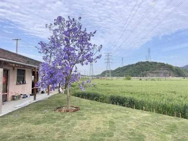  技术拆解：90后夫妻如何用「以旧修旧」唤醒荒废老屋？一套可复用的乡村改造方法论 文化旅游