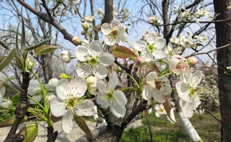  「济南清明赏花完全手册：花期节点·动线逻辑·隐藏玩法一文打尽」 文化旅游