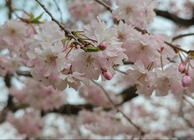  「济南清明赏花完全手册：花期节点·动线逻辑·隐藏玩法一文打尽」 文化旅游