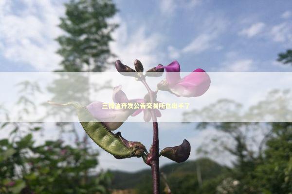 三桶油齐发公告交易所也出手了